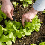 salat-ernten