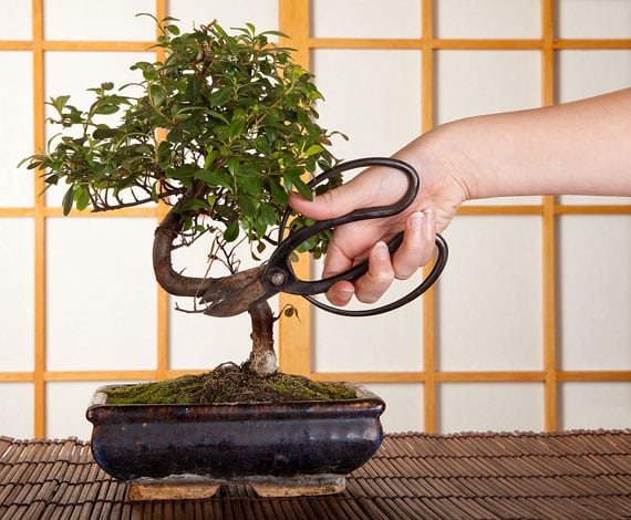 bonsai-schneiden-pflegen