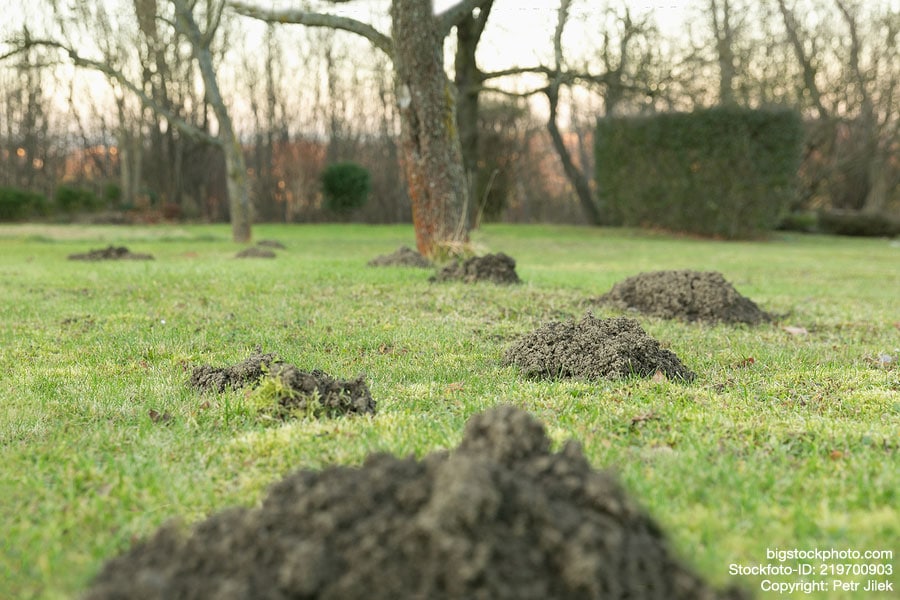 Maulwurfshügel Garten